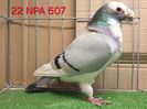 MASCUL USA 2022 - NPA - 607
