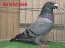 FEMELA USA 2020 - NPA - 368