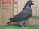 MASCUL USA 2023 NPA - 1033