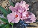 Cheery blush
