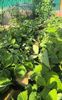 Fragaria hybr.