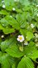 Fragaria vesca