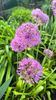 Allium globemaster