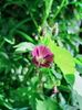 Geranium pheum Klepper