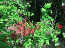 Atropurpureum