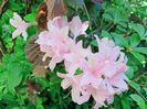 Azalea Soir de Paris