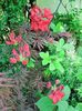 Azalea mollis Doloroso