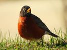 American Robin 1