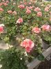 Img.2025.05.01
