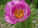 paeonia tenuifolia x mlokosewitschii hybrid