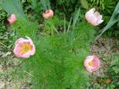 paeonia tenuifolia Rosea