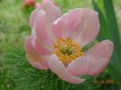 paeonia tenuifolia Rosea