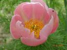 paeonia tenuifolia Rosea