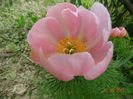 paeonia tenuifolia Rosea