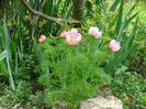 paeonia tenuifolia Rosea