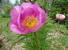 paeonia tenuifolia x mlokosewitschii hybrid
