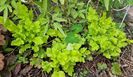 Heuchera lime marmalade