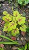 Heuchera