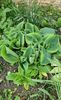 Hosta cea uriasa