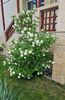 Calin ( Viburnum)