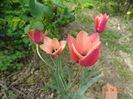 Tulipa Annika