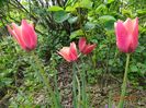 Tulipa Annika