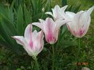 tulipa Marilyn