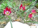 tulipa Tiny Timo