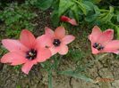 Tulipa Annika