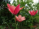 Tulipa Annika