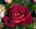 Hearts Delight (tufa) 60