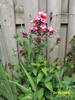 Phlox 21 iun 2009 (1)