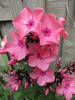 Phlox 21 iun 2009 (2)