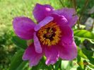 paeonia officinalis?