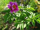 paeonia officinalis?