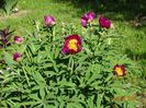 paeonia maximoweitschii