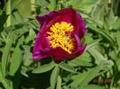 paeonia maximoweitschii