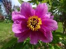 paeonia officinalis?