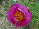 paeonia tenuifolia x mlokosewitschii