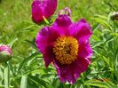 paeonia maximoweitschii