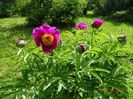 paeonia maximoweitschii