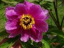 paeonia officinalis?