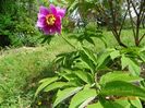 paeonia officinalis?