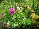 paeonia officinalis?