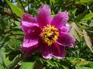 paeonia officinalis?
