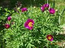 paeonia maximoweitschii