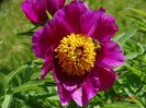 paeonia maximoweitschii