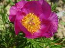 paeonia tenuifolia x mlokosewitschii