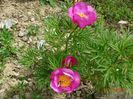 paeonia tenuifolia x mlokosewitschii hybrid