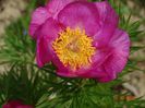 paeonia tenuifolia x mlokosewitschii